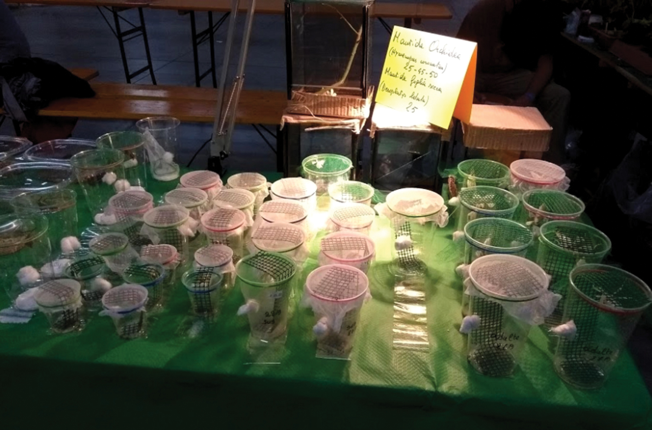 Golborne Road Market