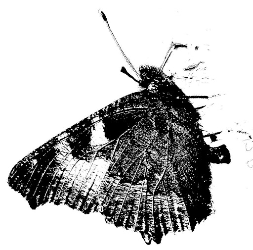 William Wyld: The Butterfly Bush Poetry Pamphlet Launch